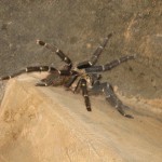 Bat Migration 008-a Tarantula!